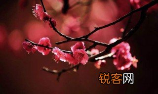 梅花象征什么 梅花象征的意义