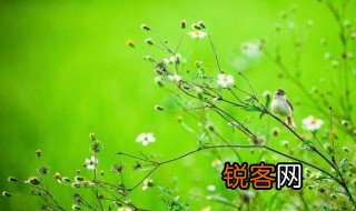 春草的诗句有哪些 春草的诗句列述