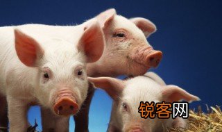 小猪的脚印像什么 小猪的脚印像什么图案