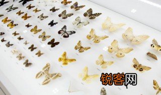 蝴蝶的触角像两个什么 蝴蝶的触角像什么东西