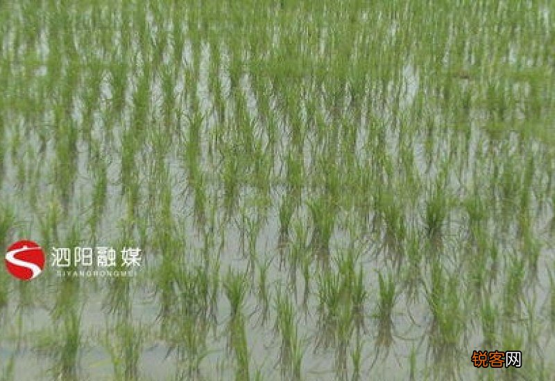 小暑过后降雨会增多吗