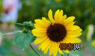 向日葵像什么拟人句 向日葵像什么拟人句有哪些呢