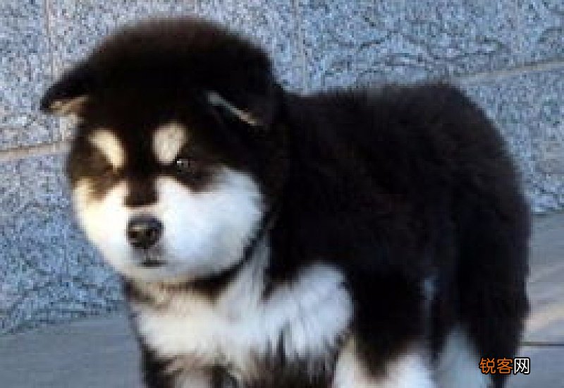阿拉斯加犬几个月换牙齿
