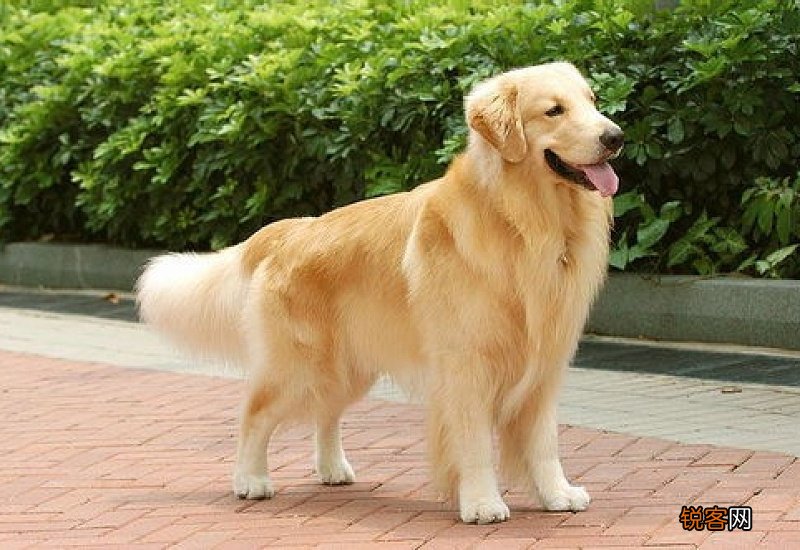 金毛犬怎么训练大小便