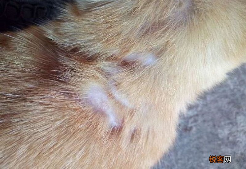 小猫一块块的掉毛是怎么回事