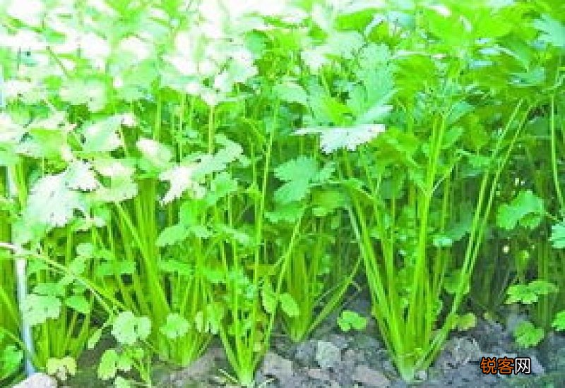 2023处暑过后能种香菜吗