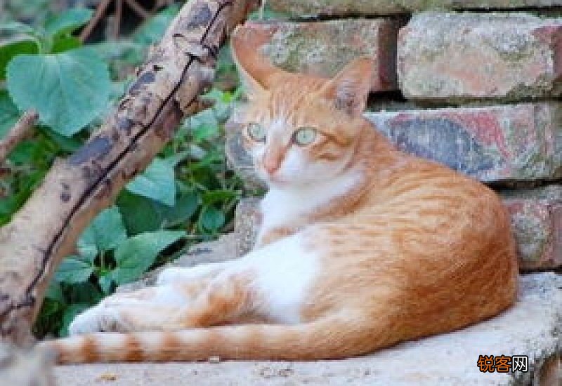 如何收养流浪猫