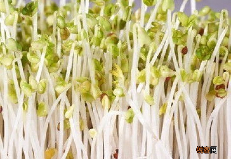 炒豆芽放醋有什么作用 绿豆芽有哪些营养价值