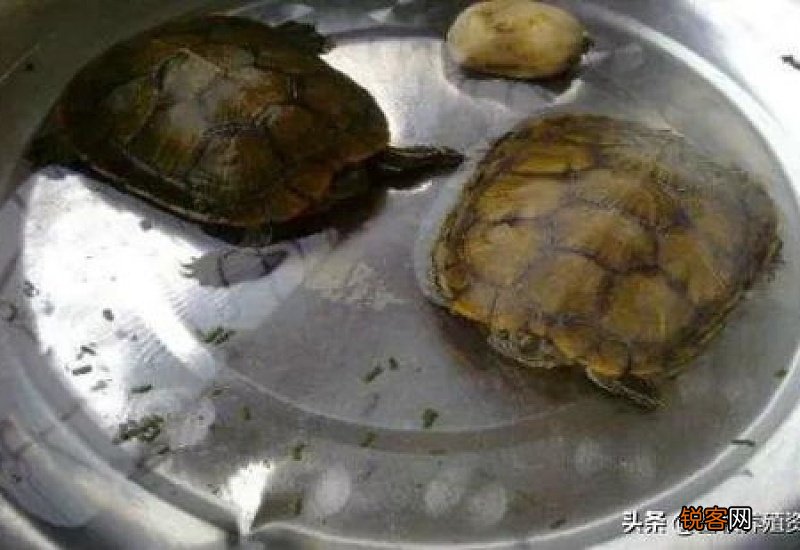 5元的小乌龟不吃东西怎么办