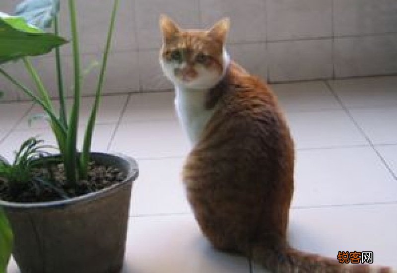 猫粮诱食剂在成分表里叫什么
