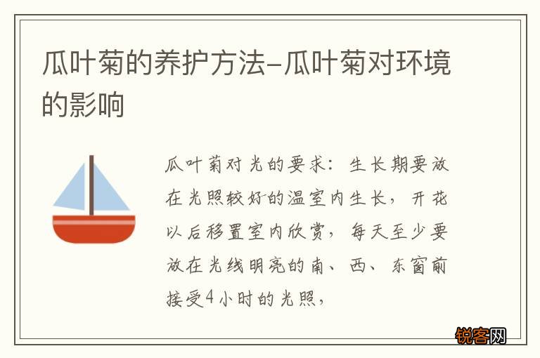 瓜叶菊的养护方法-瓜叶菊对环境的影响