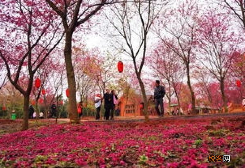磨山樱花园樱花几时开2021