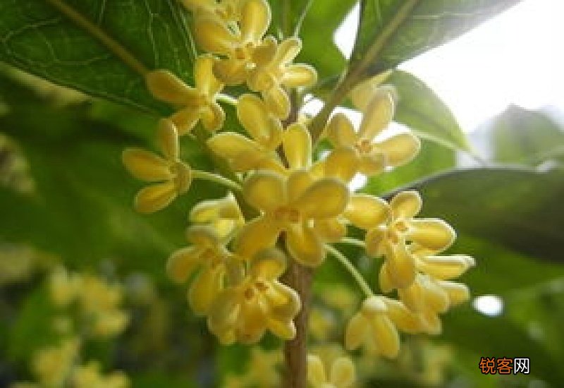 秋天的桂花300字作文3篇