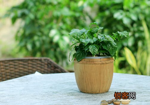 绿宝的风水学应用-绿宝的养殖方法