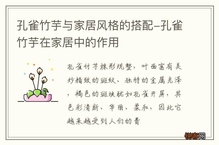 孔雀竹芋与家居风格的搭配-孔雀竹芋在家居中的作用