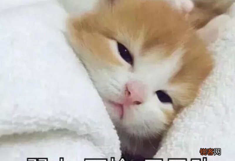 “弱小可怜又无助”是什么梗