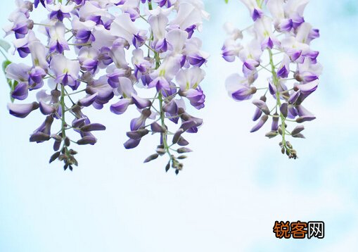 紫藤花的风水学应用-紫藤花在家居中的作用