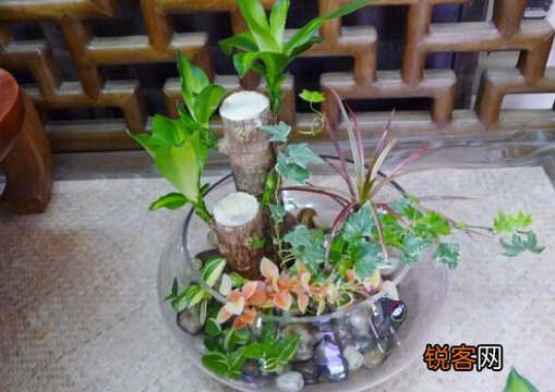 巴西木的风水学应用-巴西木在家居中的作用