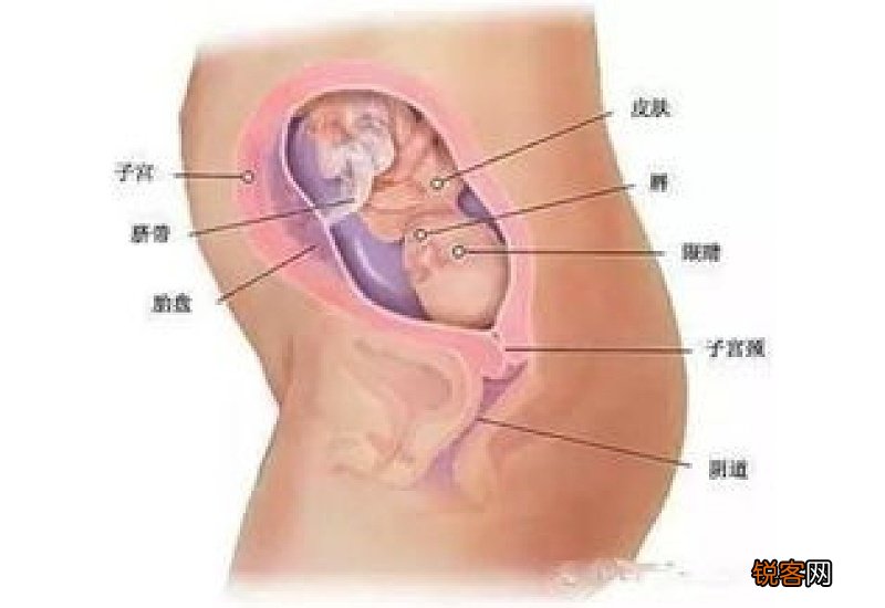 今年9月怀孕明年6月生是男还是女
