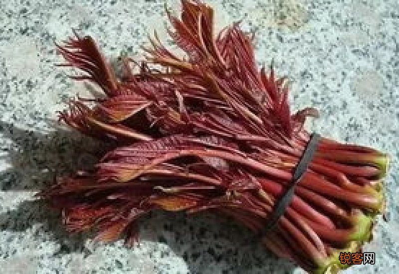 香椿放了好几天还能吃吗