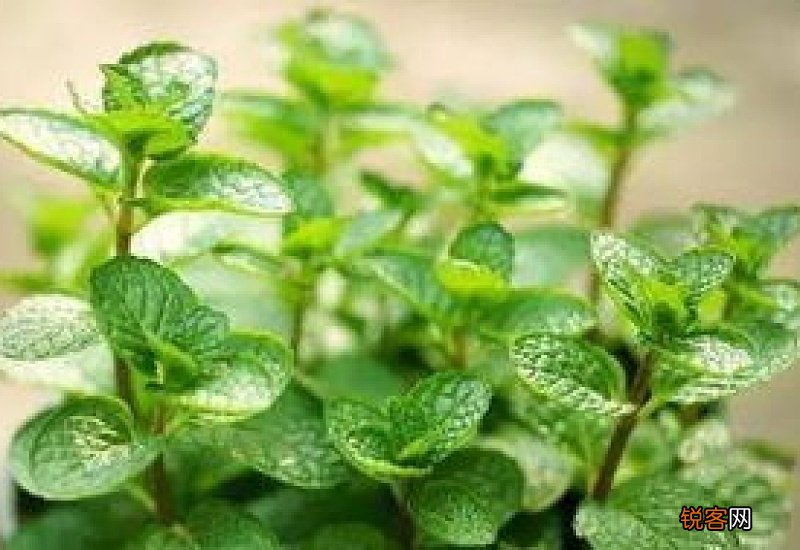 薄荷种子最低发芽温度 薄荷种子最低发芽温度是多少度