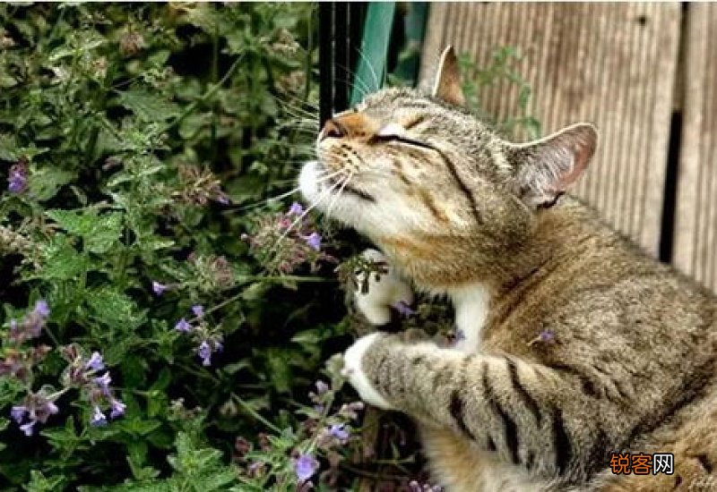 猫薄荷和薄荷有什么不同呢 猫薄荷和薄荷有什么不同