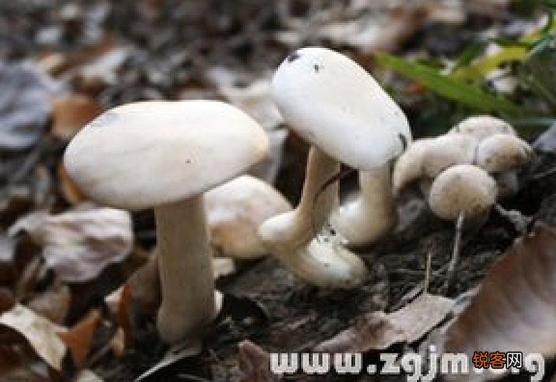 男人梦见捡蘑菇是什么预兆