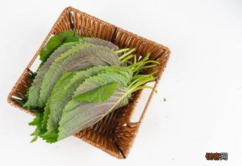 香椿长的好吃还是短的好吃