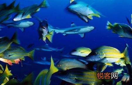 美丽的海洋之眼大蓝洞 潜水爱好者的乐园