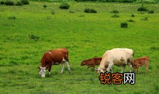 腌牛蛋阉牛蛋 怎样阉牛蛋