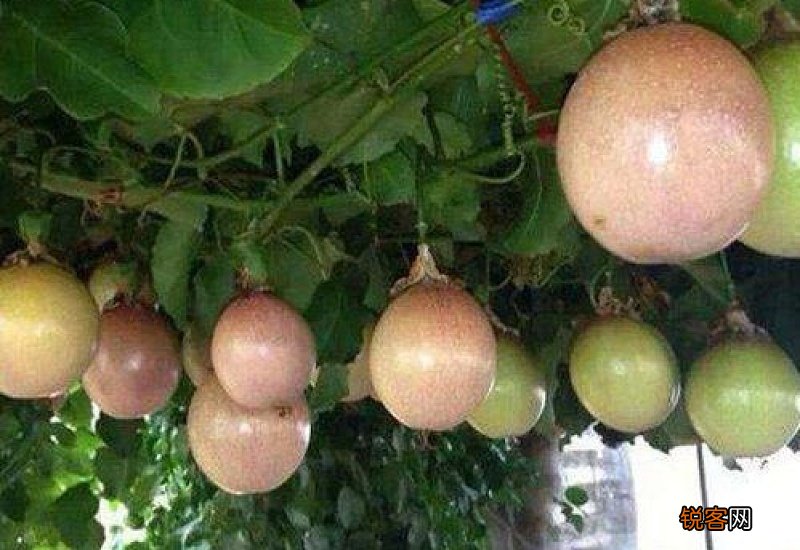 苹果籽发芽能结果吗