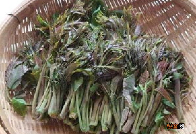 香椿腌制前能洗吗