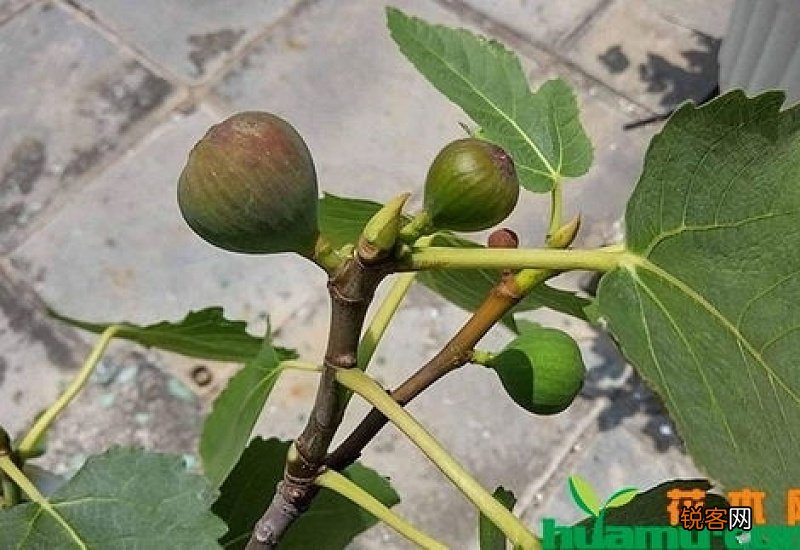 口感最好的无花果品种 公认最好吃无花果品种