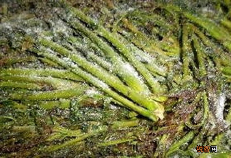 腌香椿几天吃安全