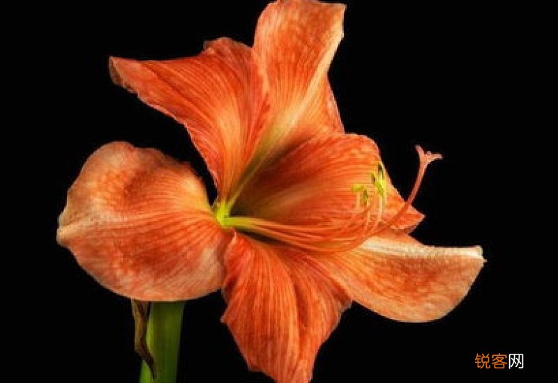 干花枝泡多久会开花