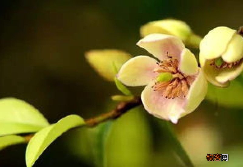 含笑花掉叶子是什么原因