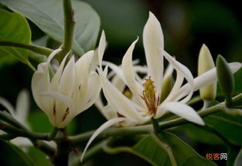 白兰花适合什么温度