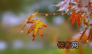 写秋雨的作文 写秋雨的作文范文
