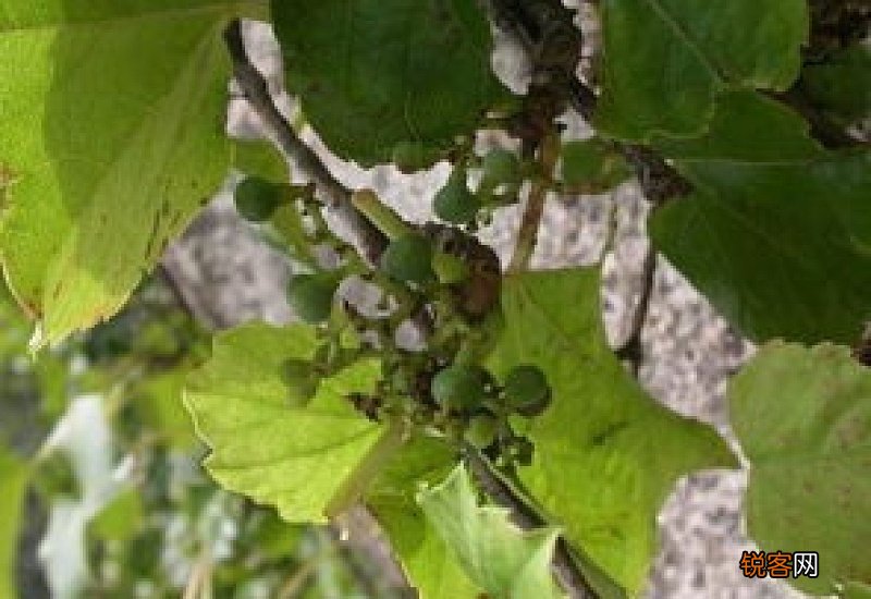 爬山虎有果实吗