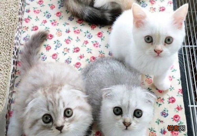 给猫剪指甲要剪多少
