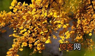 赞美秋天的诗 赞美秋天的诗句分享