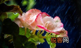 海棠不惜胭脂色独立蒙蒙细雨中的意思 海棠不惜胭脂色独立蒙蒙细雨中意思介绍