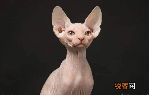 无毛猫不是真的无毛 不能让猫毛过敏者实现养猫愿望