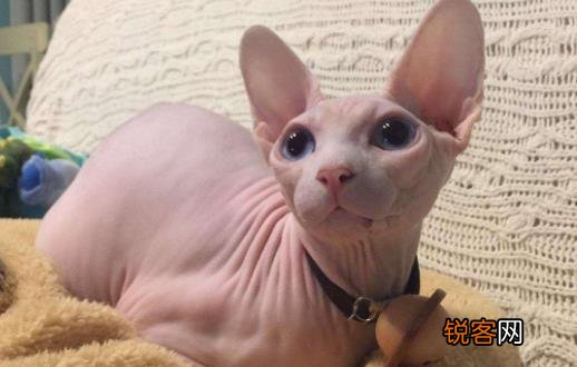 无毛猫不是真的无毛 不能让猫毛过敏者实现养猫愿望