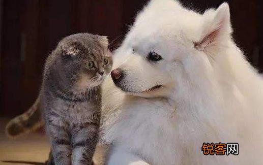 猫未必比狗聪明 猫表示智商测试跟我没关系