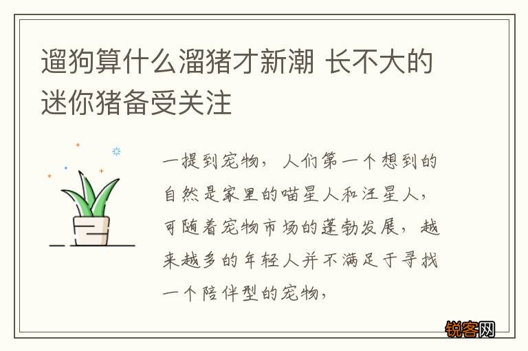 遛狗算什么溜猪才新潮 长不大的迷你猪备受关注