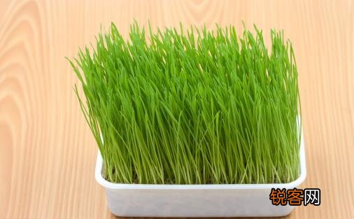只知猫草能吐毛球可就落伍了 常见的猫咪食用植物