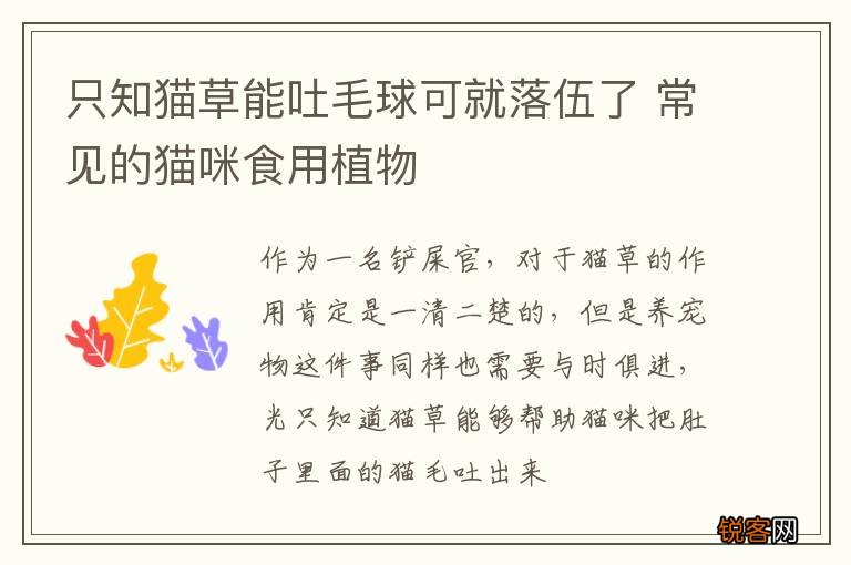 只知猫草能吐毛球可就落伍了 常见的猫咪食用植物