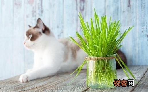 只知猫草能吐毛球可就落伍了 常见的猫咪食用植物