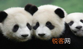 大熊猫为什么会叫大熊猫 大熊猫介绍